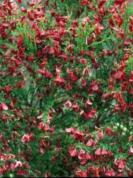 Genêt 'Boskoop Ruby'