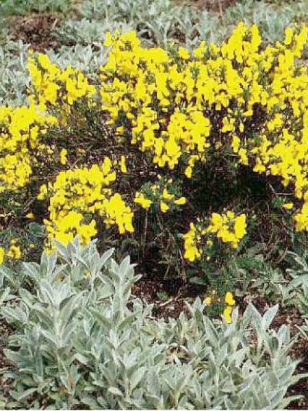 Genêt 'Golden Sunlight'