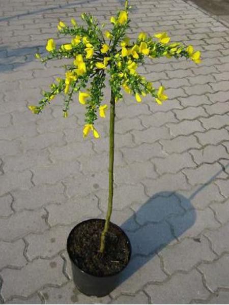 Genêt 'Golden Tears'