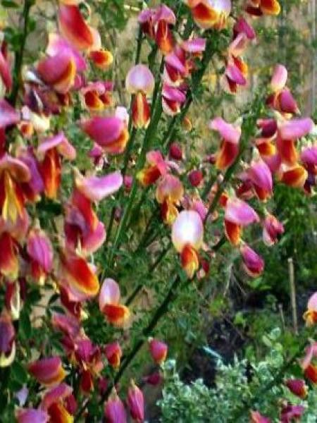 Genêt 'Maria Burkwood'