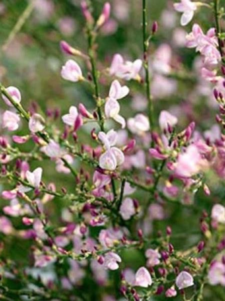 Genêt 'Moyclare Pink'