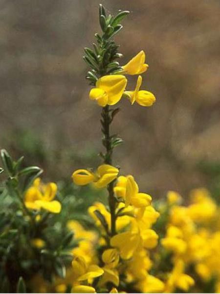 Genêt poilu 'Goldilocks'