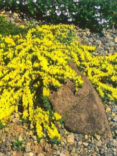 Genêt poilu 'Lemon Spreader'