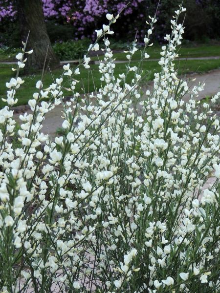 Genêt précoce 'Albus'