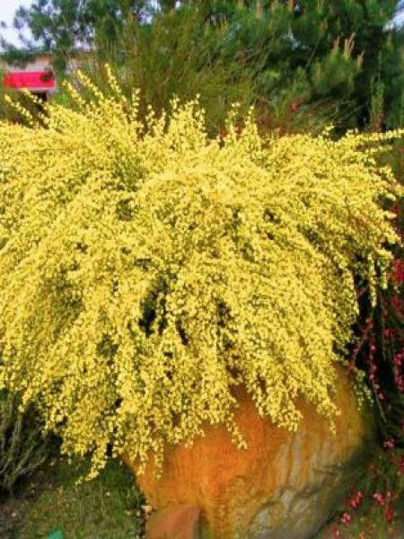 Genêt précoce 'Allgold'