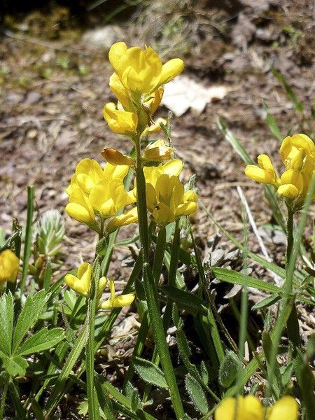 Genêt sagitté, Génistelle