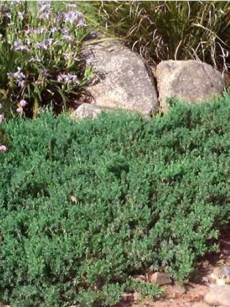 Genévrier 'Blue Pacific'