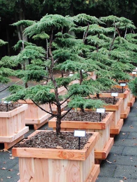 Genévrier commun 'Green Carpet' - Taillé en nuage