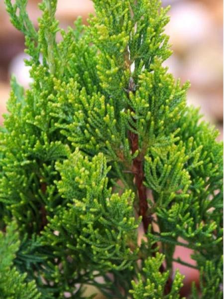 Genévrier de Chine 'Kaizuka'