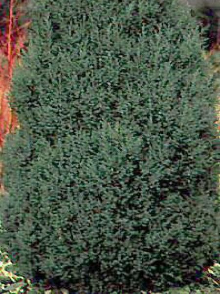 Genévrier de Chine 'Stricta'