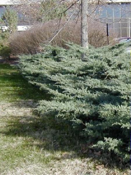 Genévrier de Virginie 'Grey Owl'