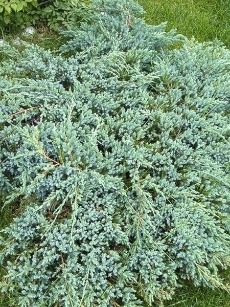 Genévrier écailleux 'Blue Swede'