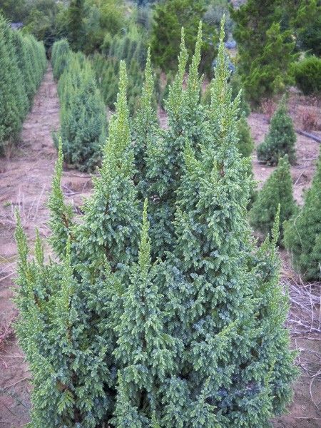 Genévrier écailleux 'Loderi'