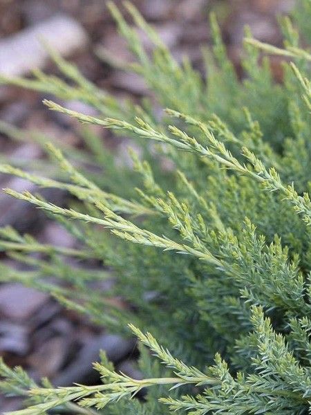 Genévrier horizontal 'Agnieszka'