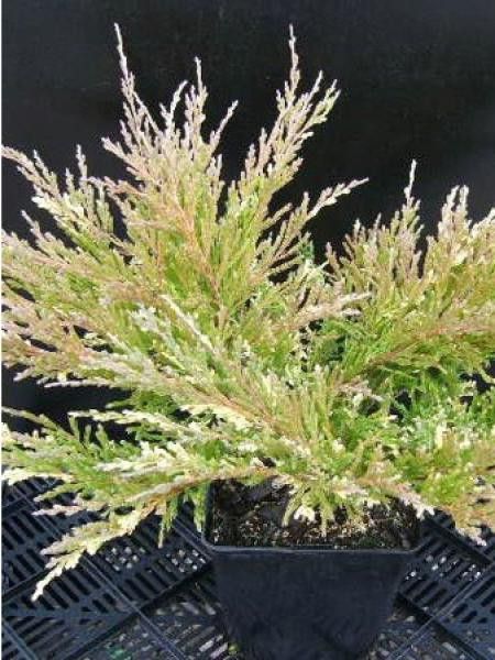 Genévrier horizontal 'Andorra Compacta Variegata'