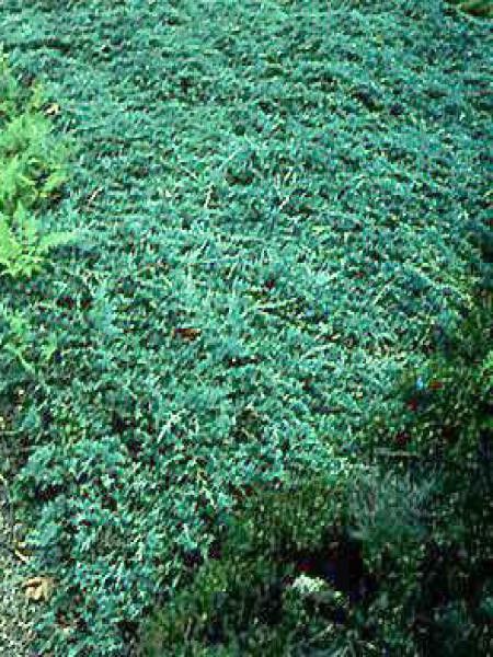 Genévrier horizontal 'Glauca'