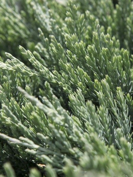 Genévrier horizontal 'Jade River'