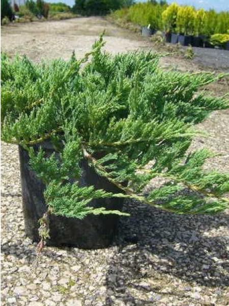 Genévrier horizontal 'Turquoise Spreader'