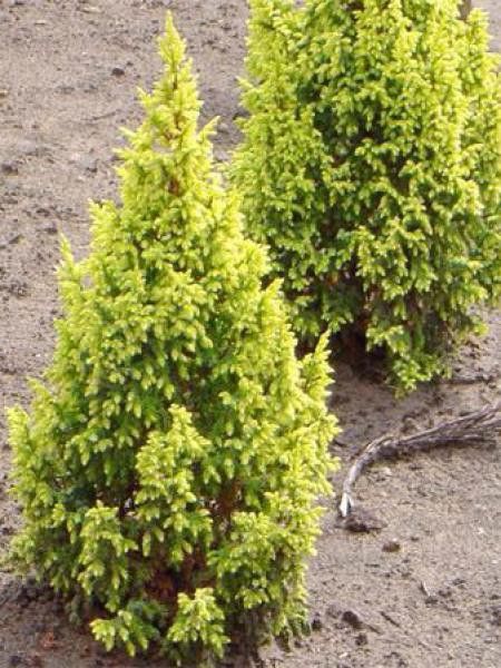 Genévrier 'Hulsdonk Yellow'®