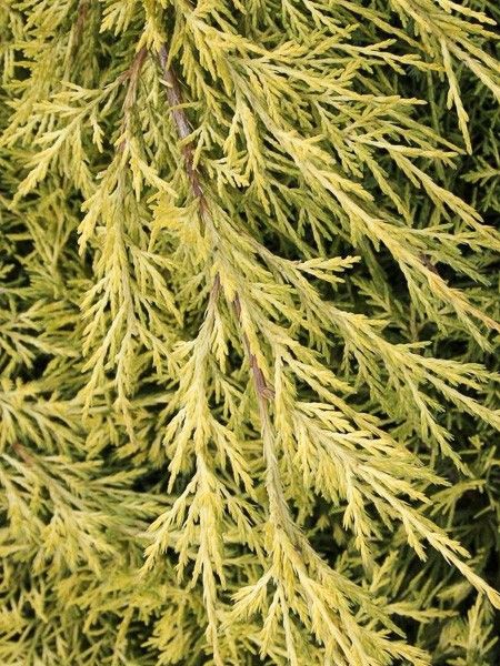 Genévrier 'King Of Spring'