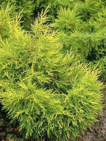 Genévrier 'Kuriwao Gold'