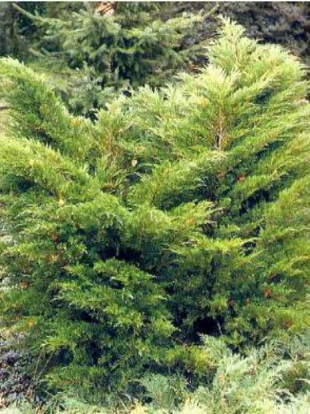 Genévrier 'Mint Julep'