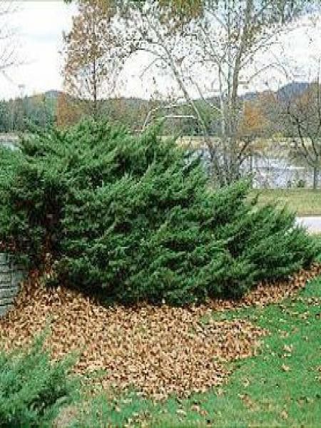 Genévrier 'Pfitzeriana'