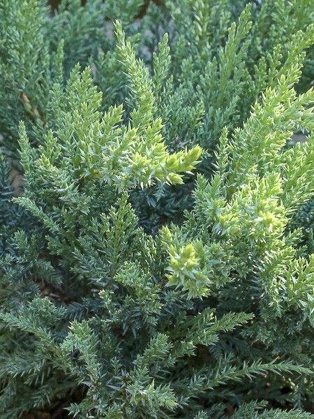 Genévrier sabine 'Tam No Blight'