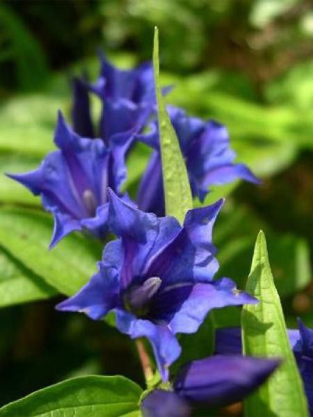 Gentiane asclépiade