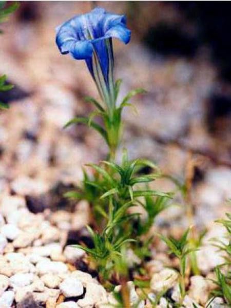 Gentiane de Chine d'automne