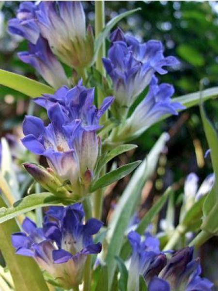 Gentiane de Sibérie