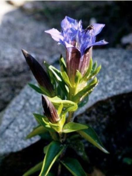 Gentiane lagodechiana