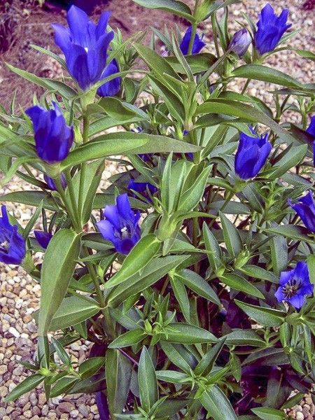 Gentiane 'True Blue '