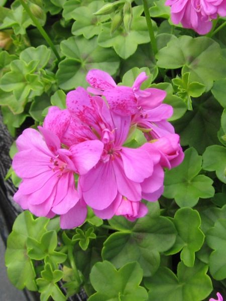 Géranium lierre à fleur double 'Amelit'