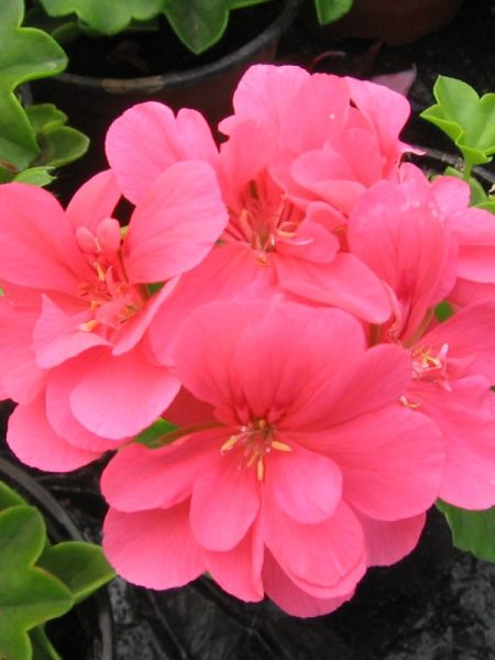 Geranium Lierre À Fleur Double 'Apricot'