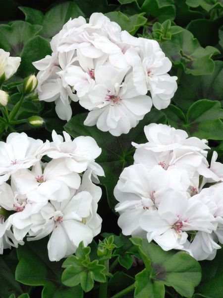 Geranium Lierre àFleur Double 'Blanche Roche'