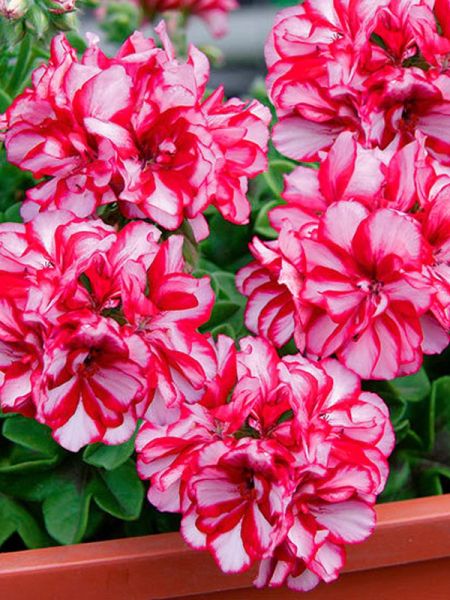 Geranium Lierre à Fleur Double 'Mexica Mary'