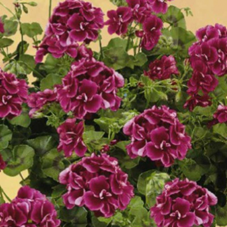 Geranium Lierre à Fleur Double 'Tommy'