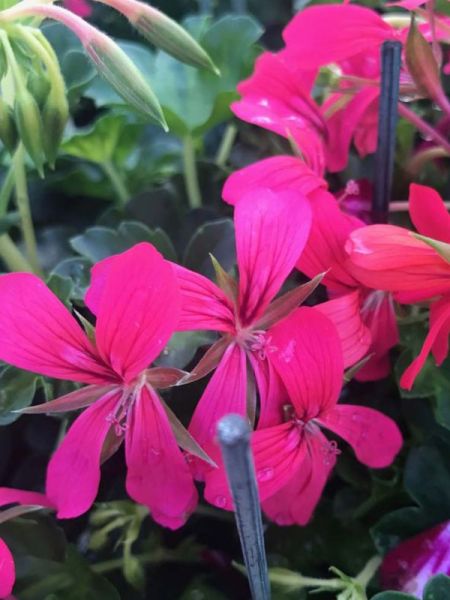Geranium Lierre 'Roi Du Balcon' 'Dark'