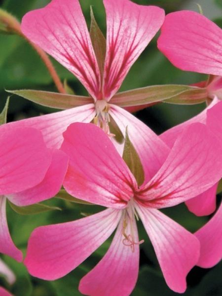 Geranium Lierre 'Roi Du Balcon' 'Desrumaux'