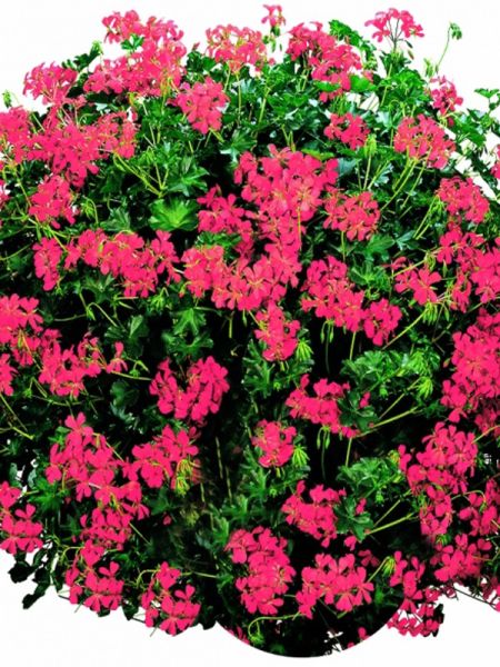 Geranium Lierre 'Roi Du Balcon' 'Rose'