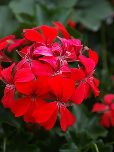Geranium Lierre 'Roi Du Balcon' 'Rouge'