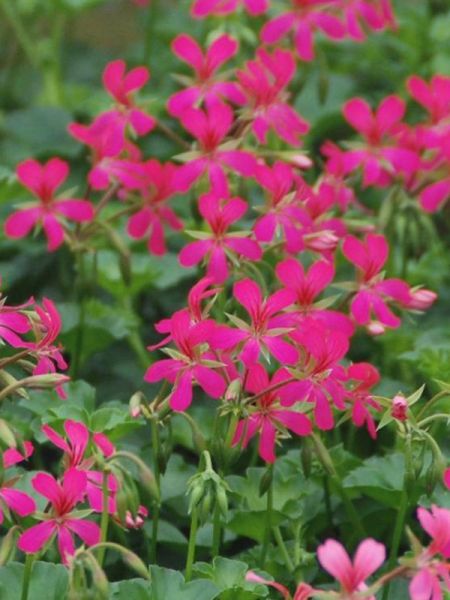 Geranium Lierre 'Roi Du Balcon' 'Stellena Rose'