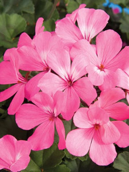 Geranium zonale 'Blizzard Pink'