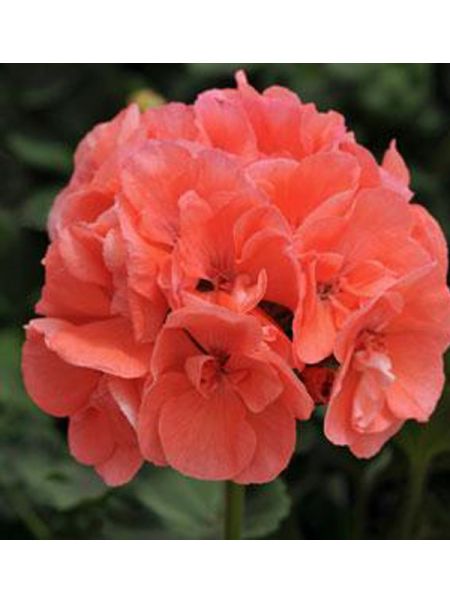 Geranium zonale 'Blizzard Fire Impr'