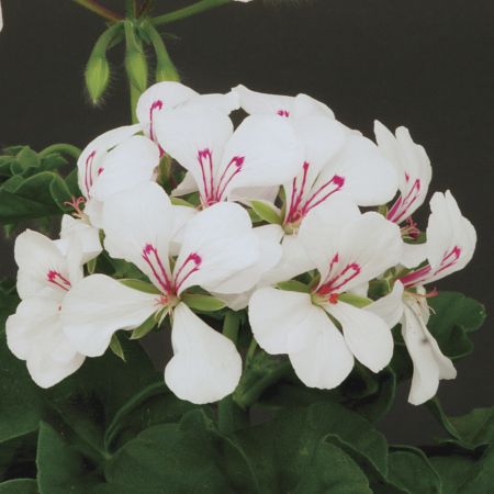 Geranium zonale 'Blizzard White'