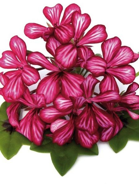 Geranium Lierre Simple À Grande Fleur 'Blizzard Red Bicolor'