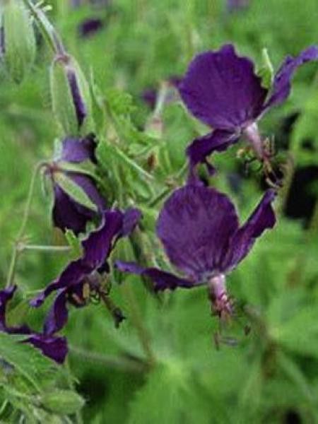 Geranium phaeum 'Klepper'