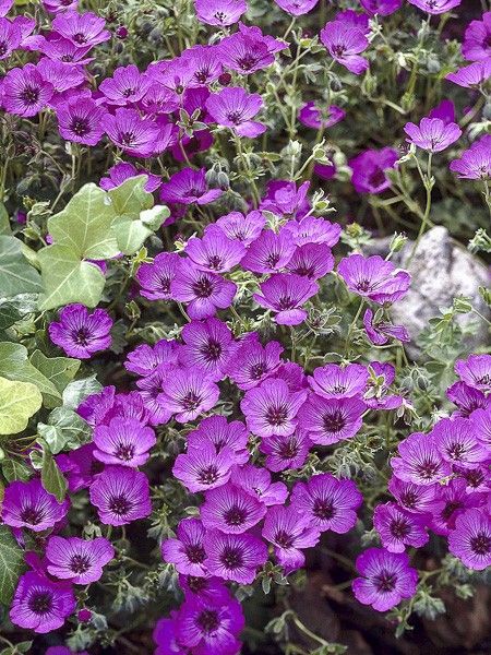 Géranium vivace à feuilles cendrées 'Carol'
