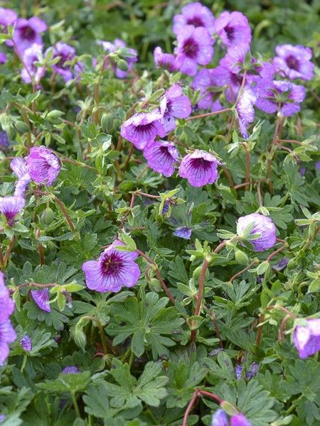Géranium vivace à feuilles cendrées 'Jolly Jewel Night'